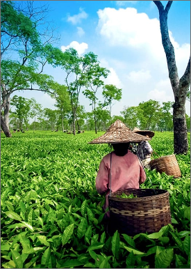 Tea Gardens